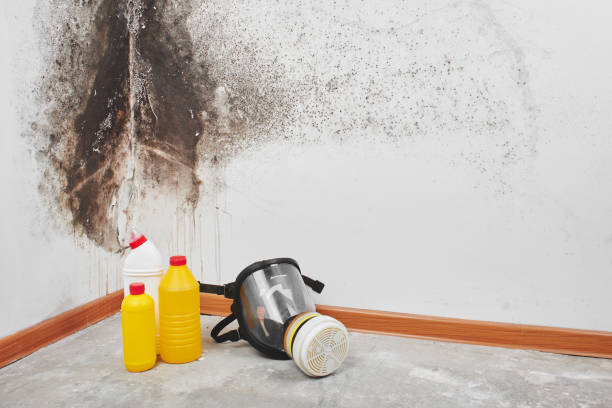 Best Basement water damage restoration  in Galesburg, MI